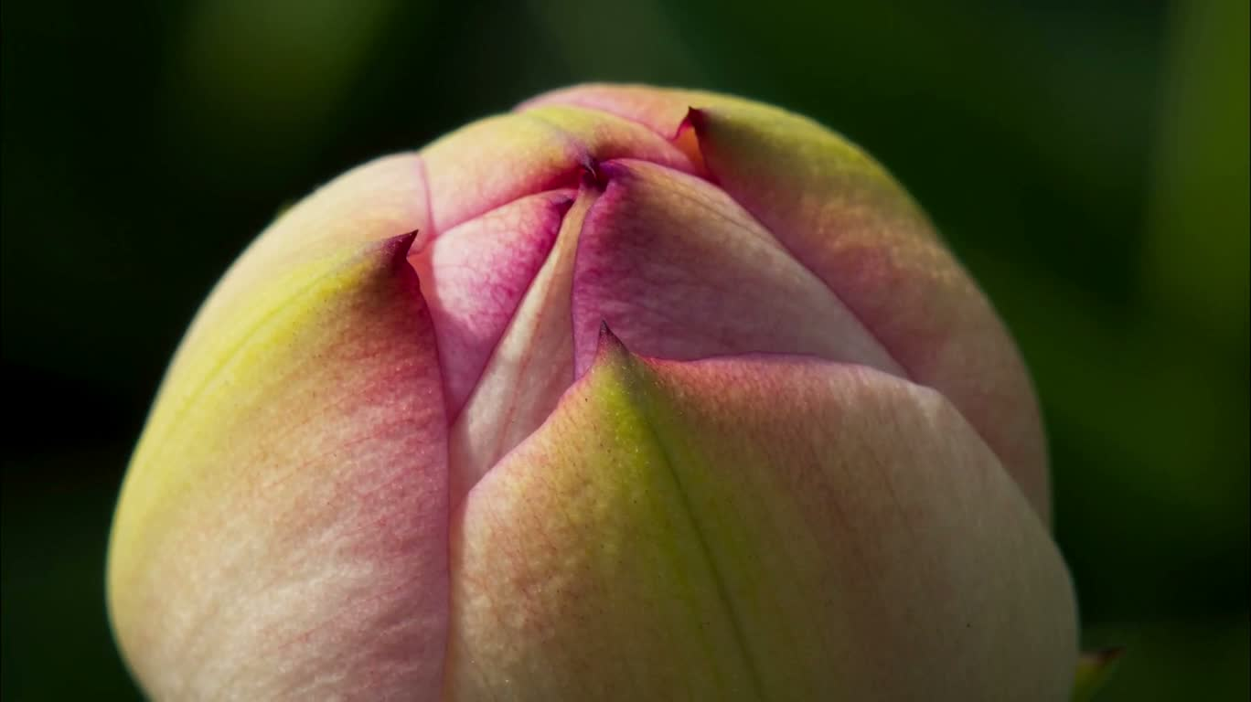 Time-lapse Macro of Blooming Flowers