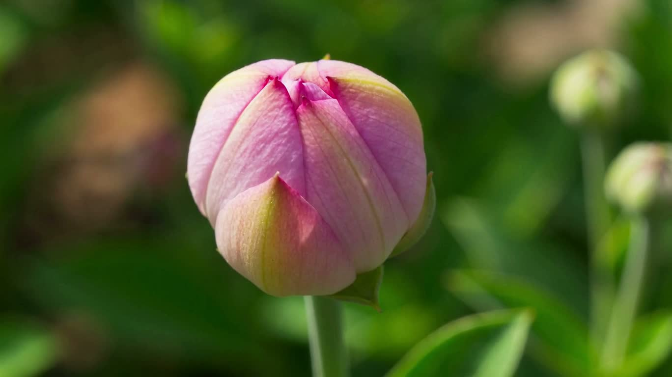 Fleurs écloses, abeilles venues — AI video creation