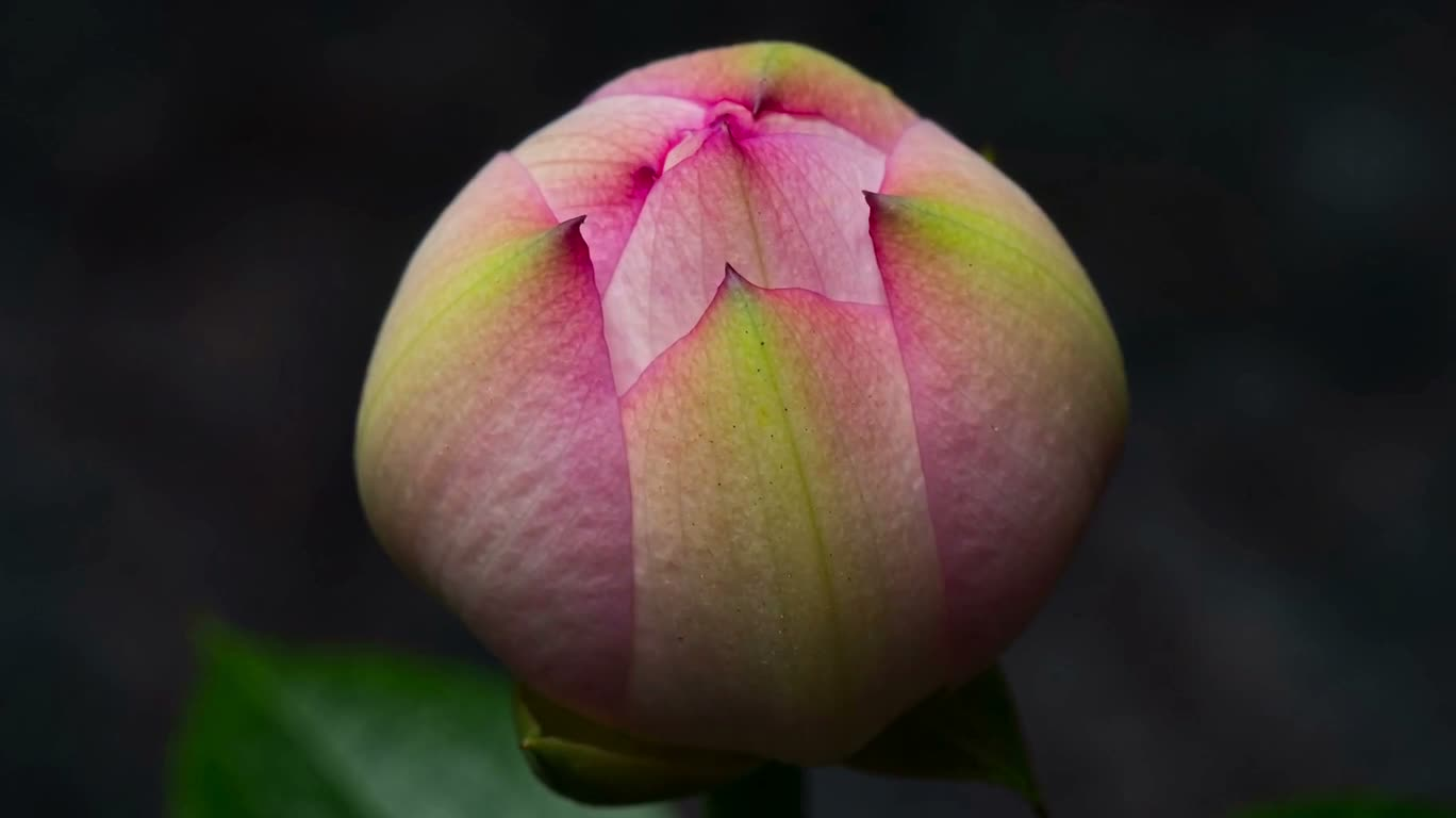 花朵绽放微距延时
