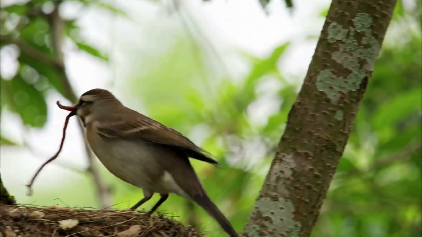 雛鳥の巣辺の守り