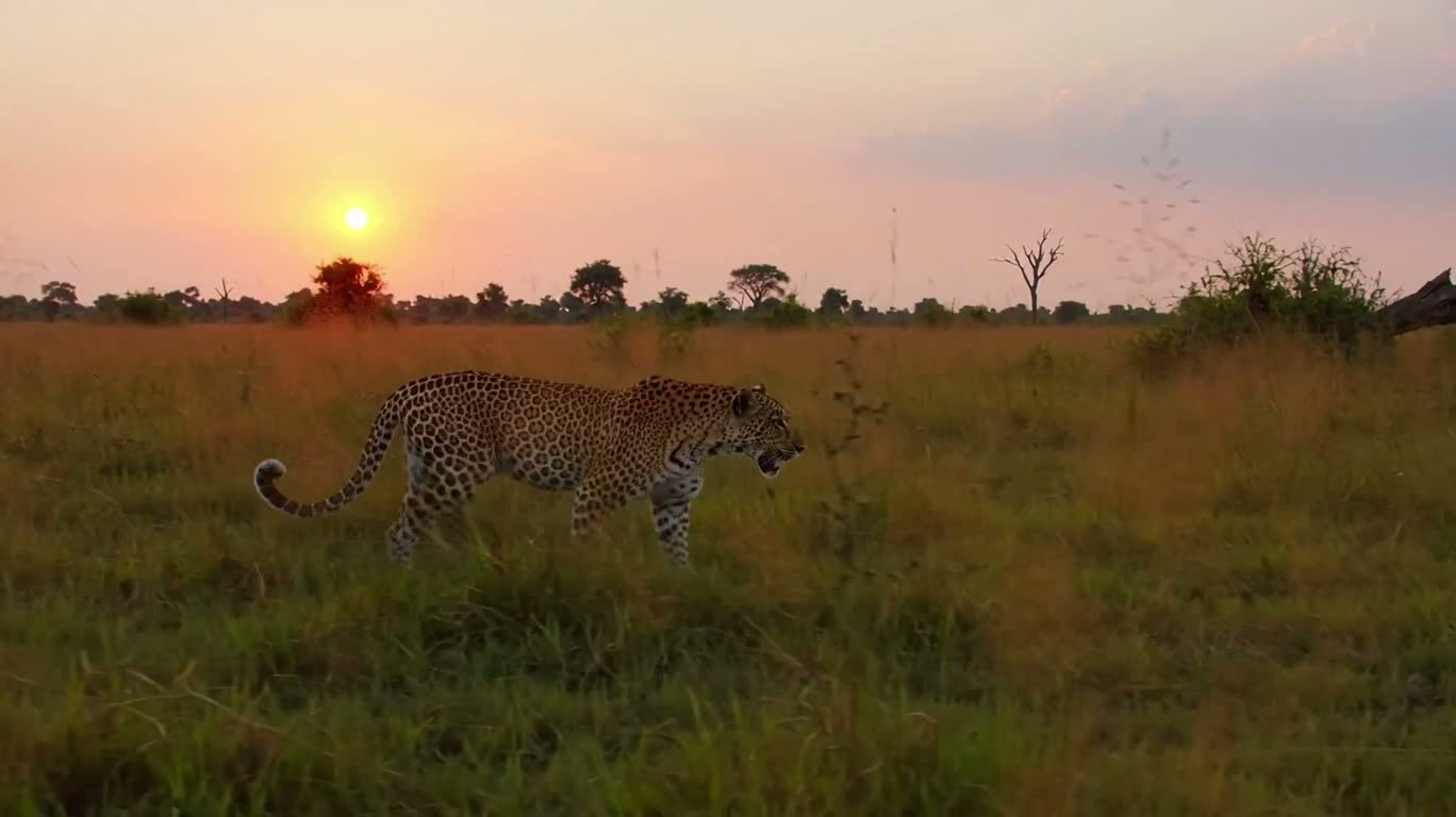 Leopard Shadow in the Grass