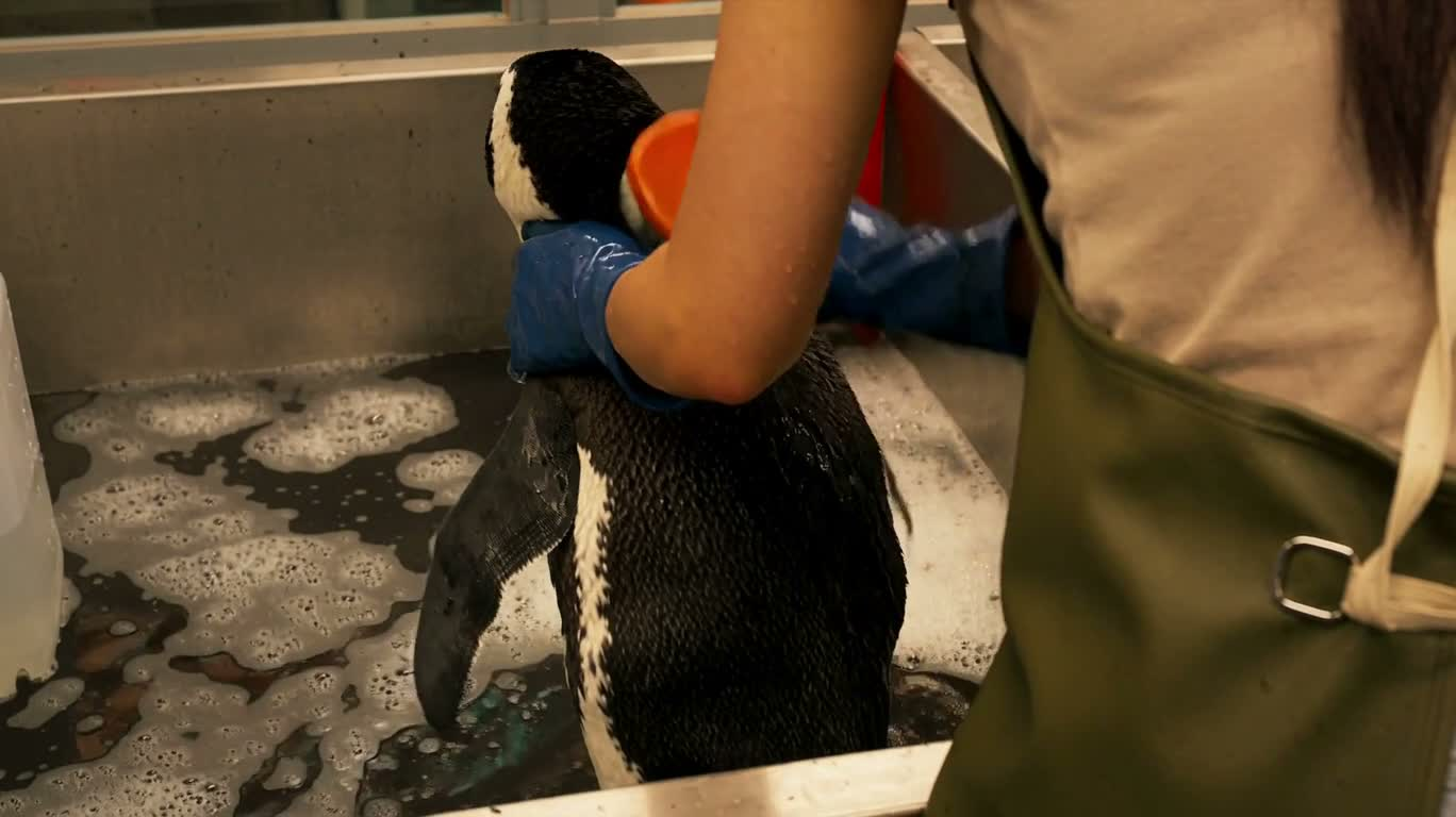 Penguin Rescue and Cleaning Documentary — AI video creation