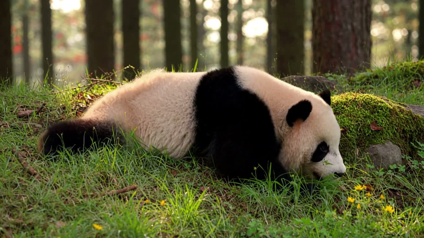 阳光草坡上的熊猫幼崽