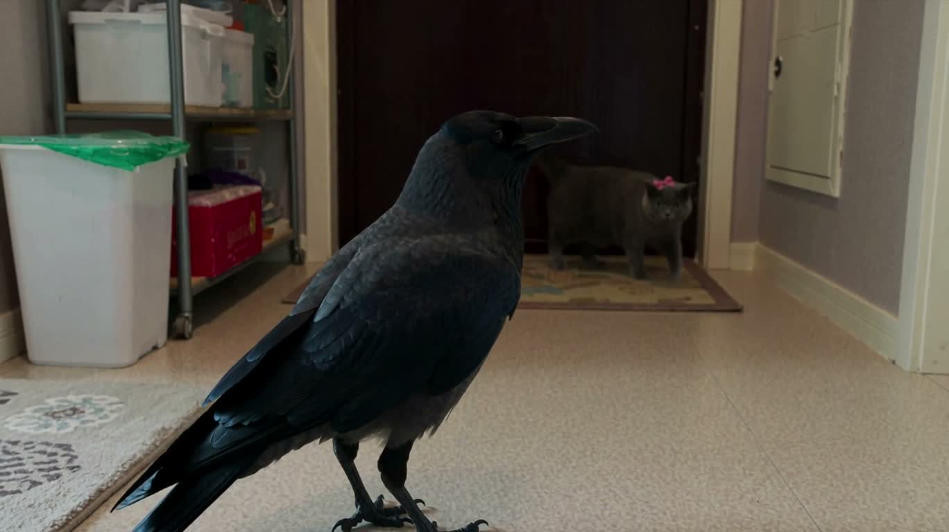 Corbeau et chaton à nœud s'enlaçant dans le couloir — AI video creation