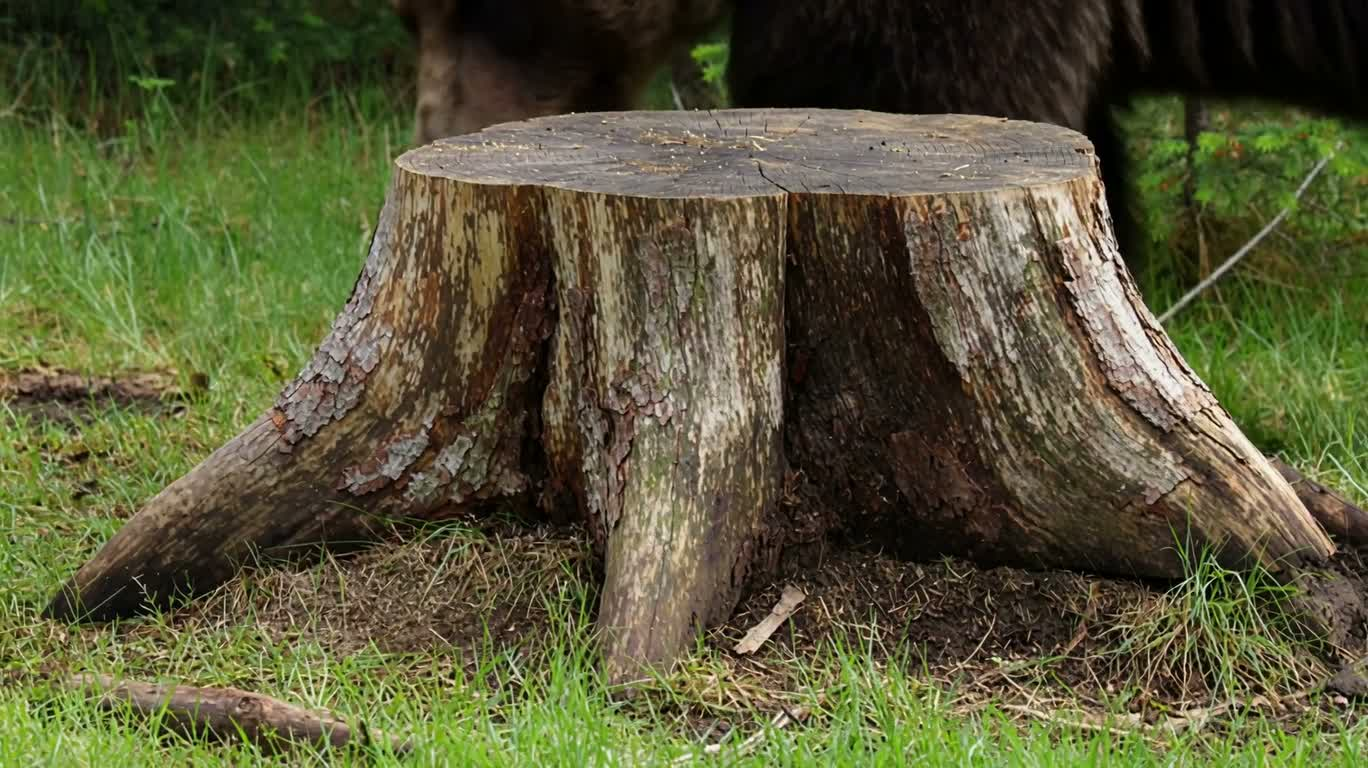 The Bear's Foraging