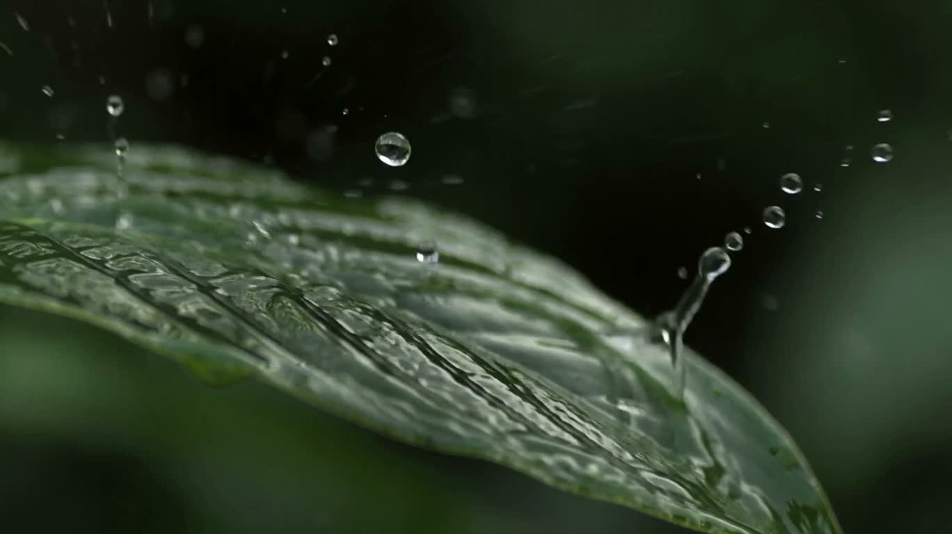 Pluie sur les feuilles tombées — AI video creation