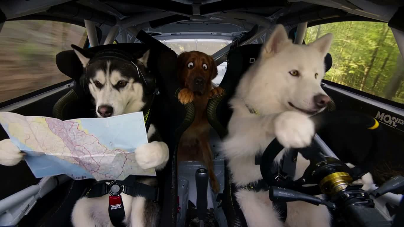 三犬森林拉力大冒险