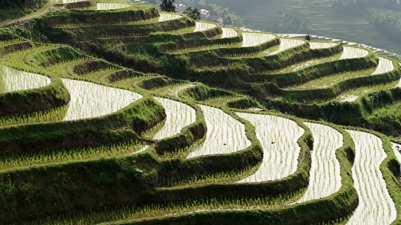 Rizières en montagne