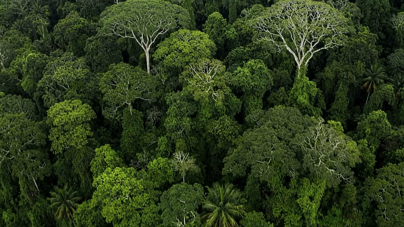 Canopée de forêt tropicale après la pluie