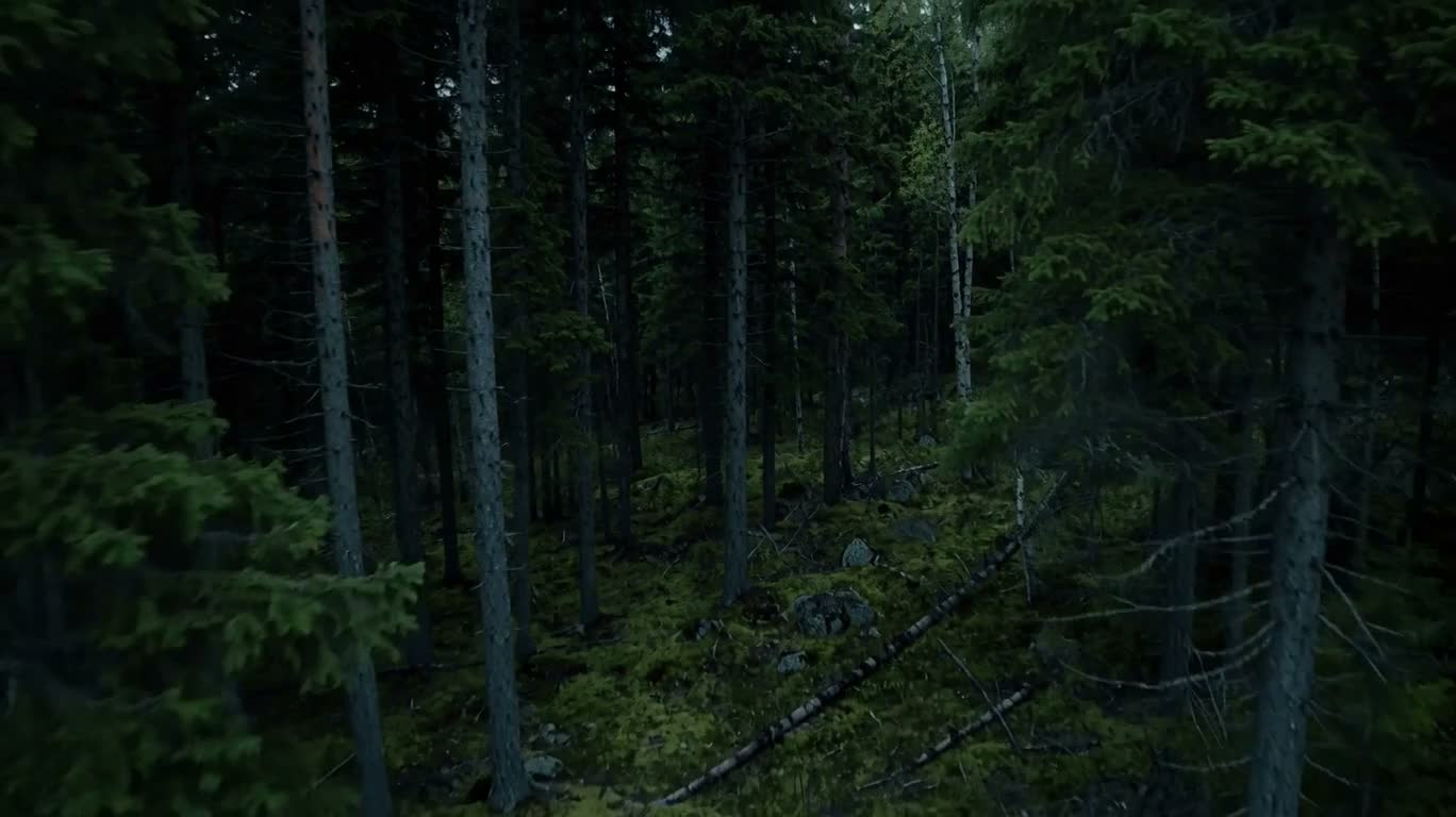 Forêt de conifères brumeuse
