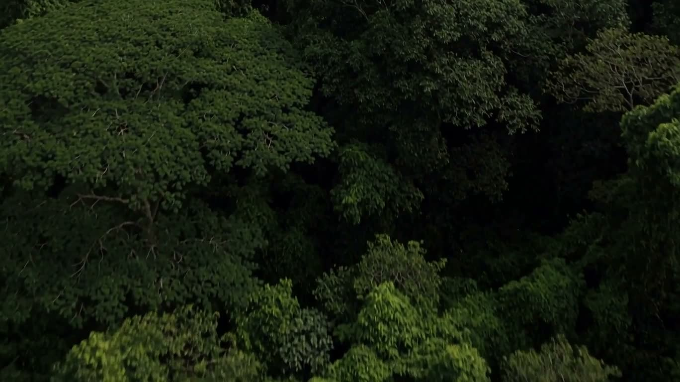 Vue aérienne de la lisière forestière universitaire