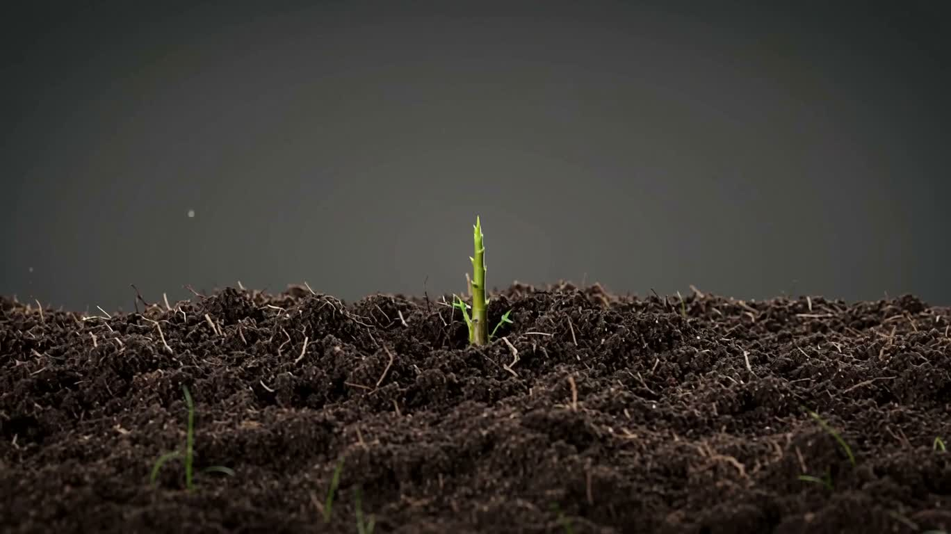 New Sprout Becomes a Tree