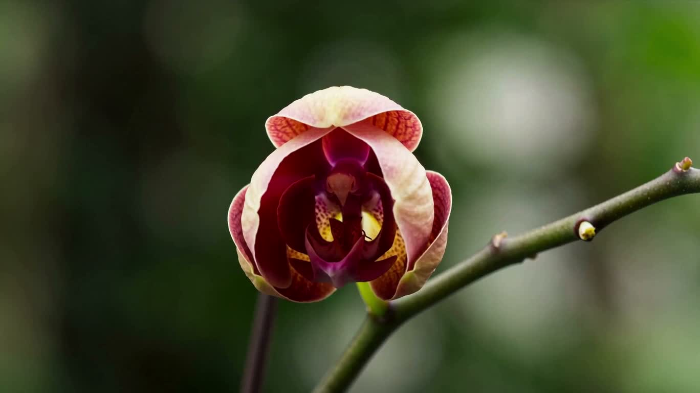 Orchid Bloom