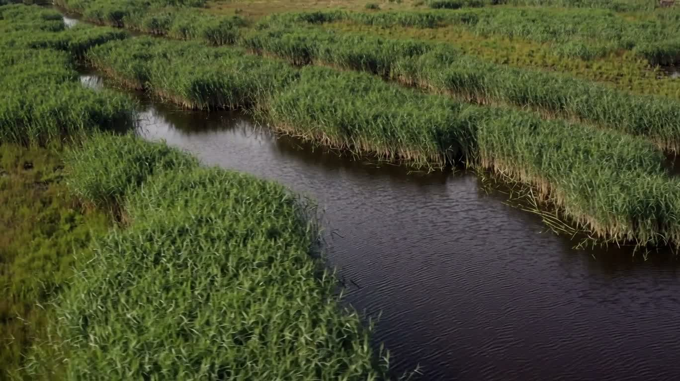 静水の沼地水路