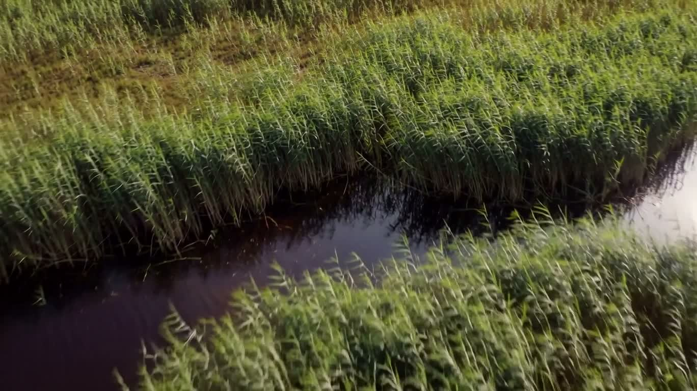 湿地全景渐展 — AI video creation