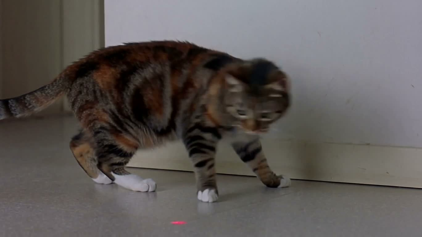 Cat Licking Its Paw After Chasing a Laser