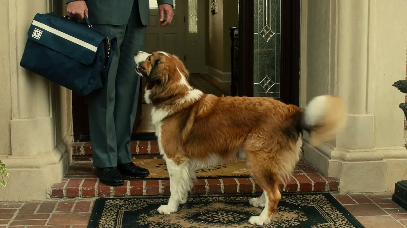 Dog Barks at Mailman Then Lies Down