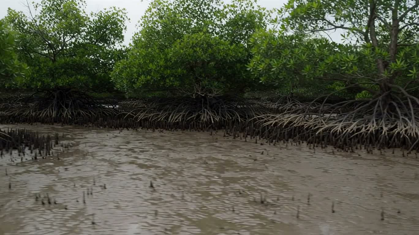Tidal Mangrove