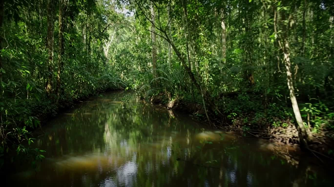 Winding River in the Rainforest