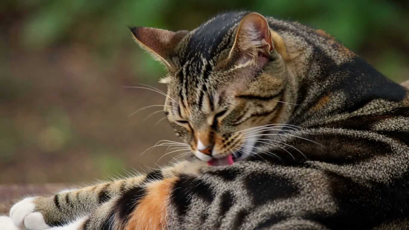 Кошка тщательно вылизывается