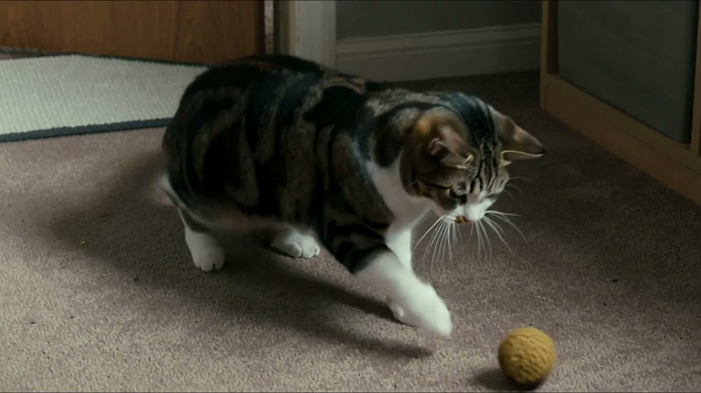 Cat Leaps onto Shelf After Playing