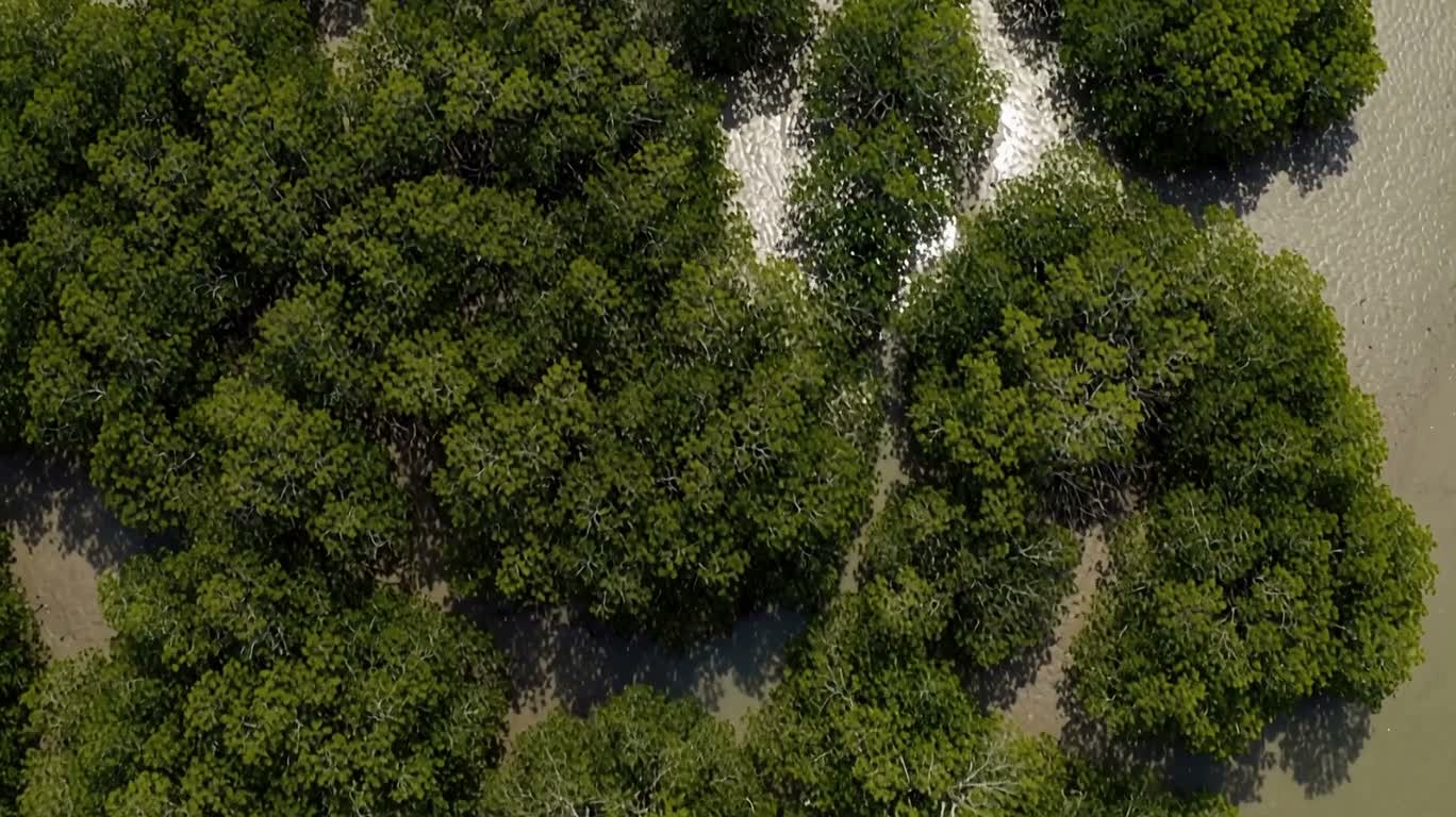 Mangrove de marée