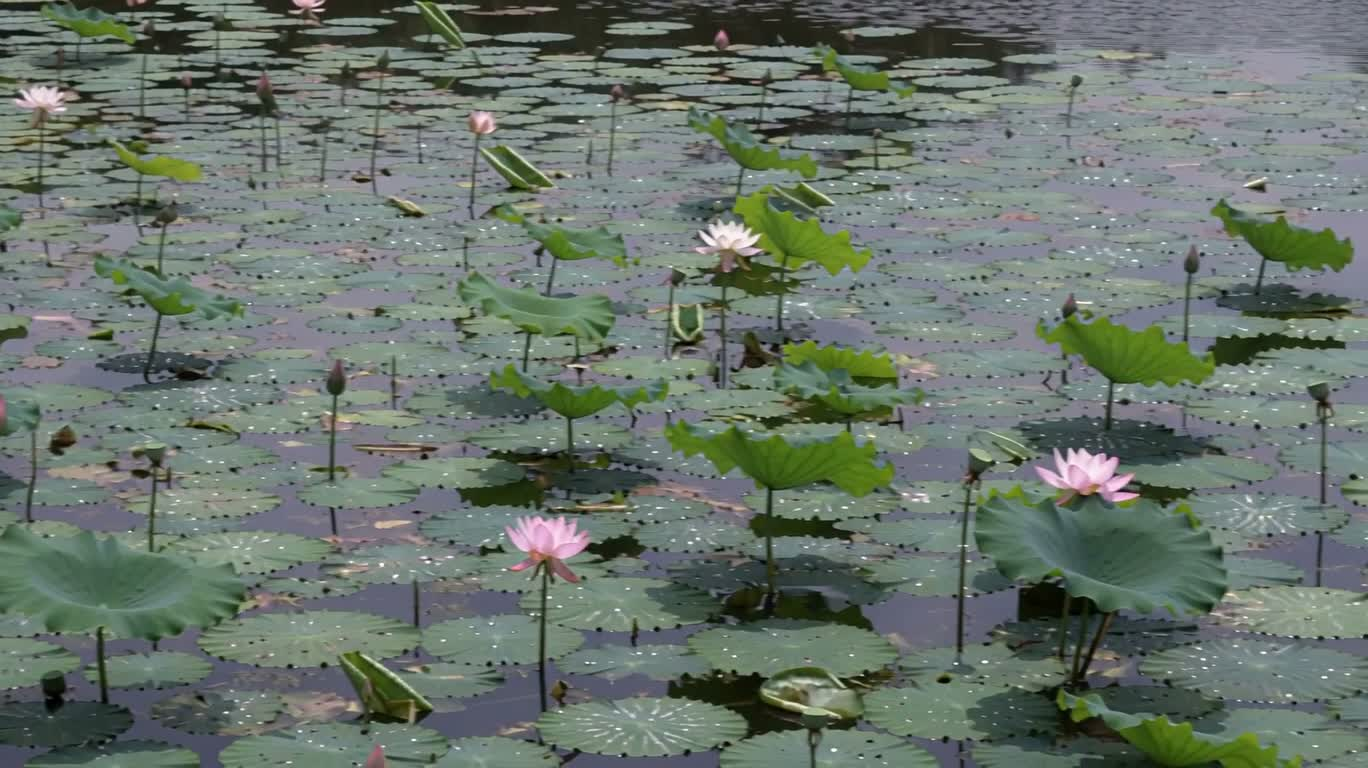 Étang de lotus paisible