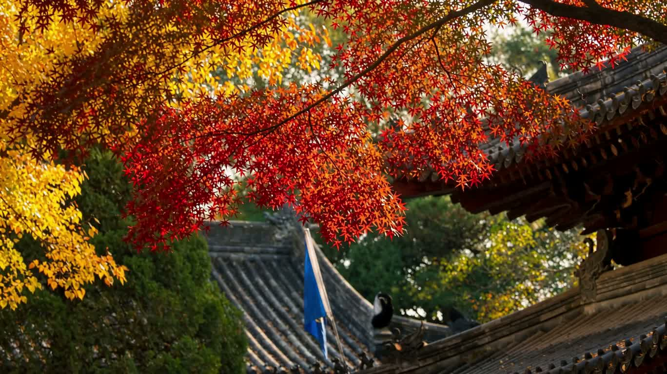 Làn gió yên bình giữa rừng thu đỏ cam