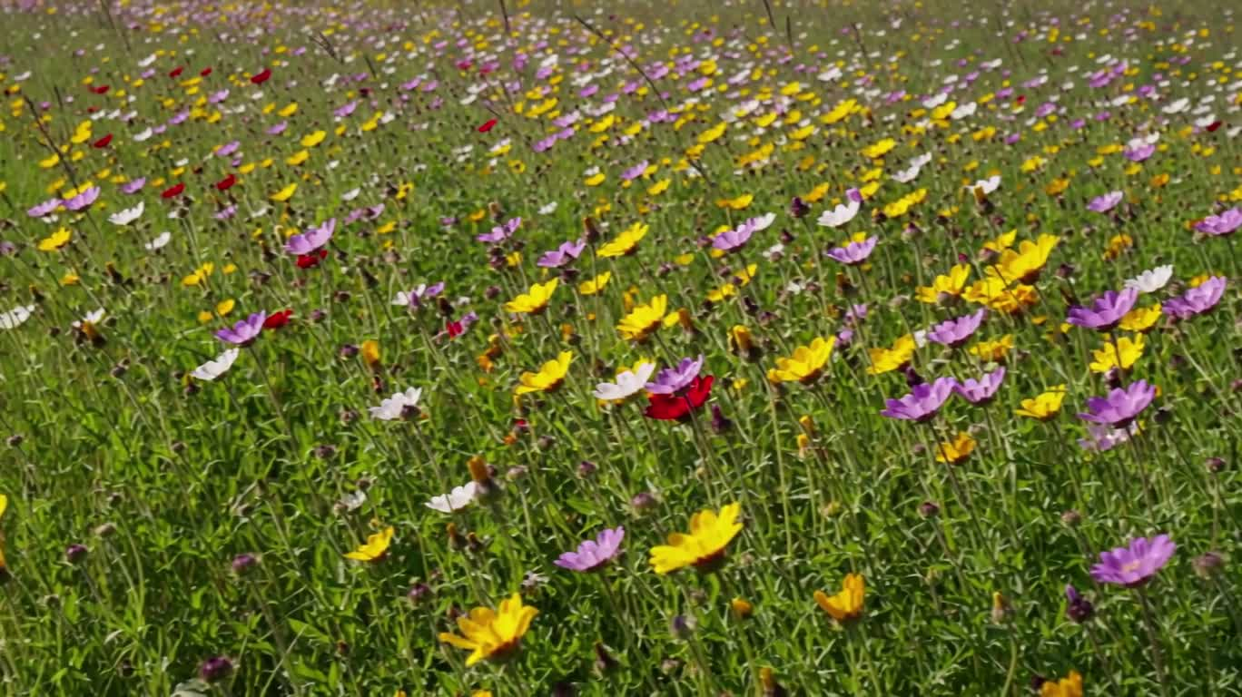 陽射しの野花の野原