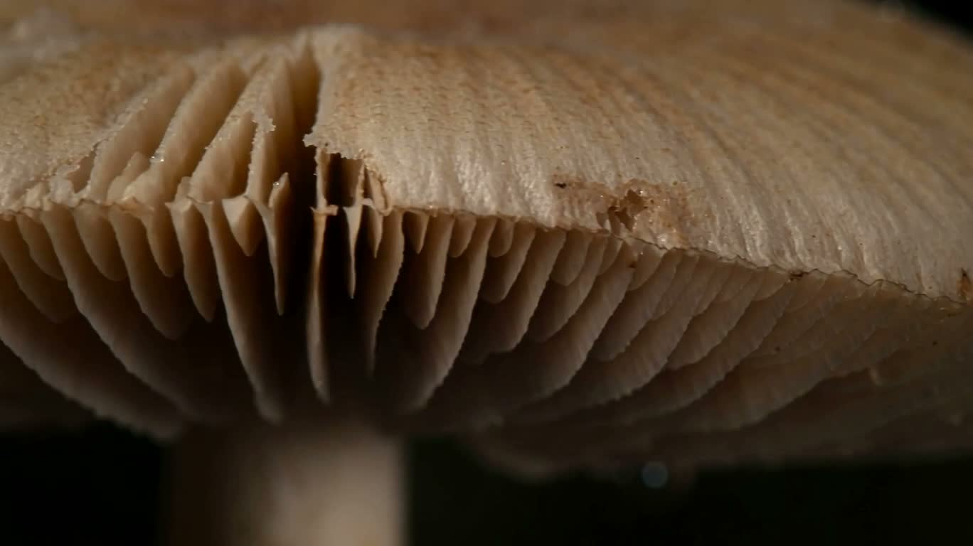 Structure délicate des lamelles de champignon