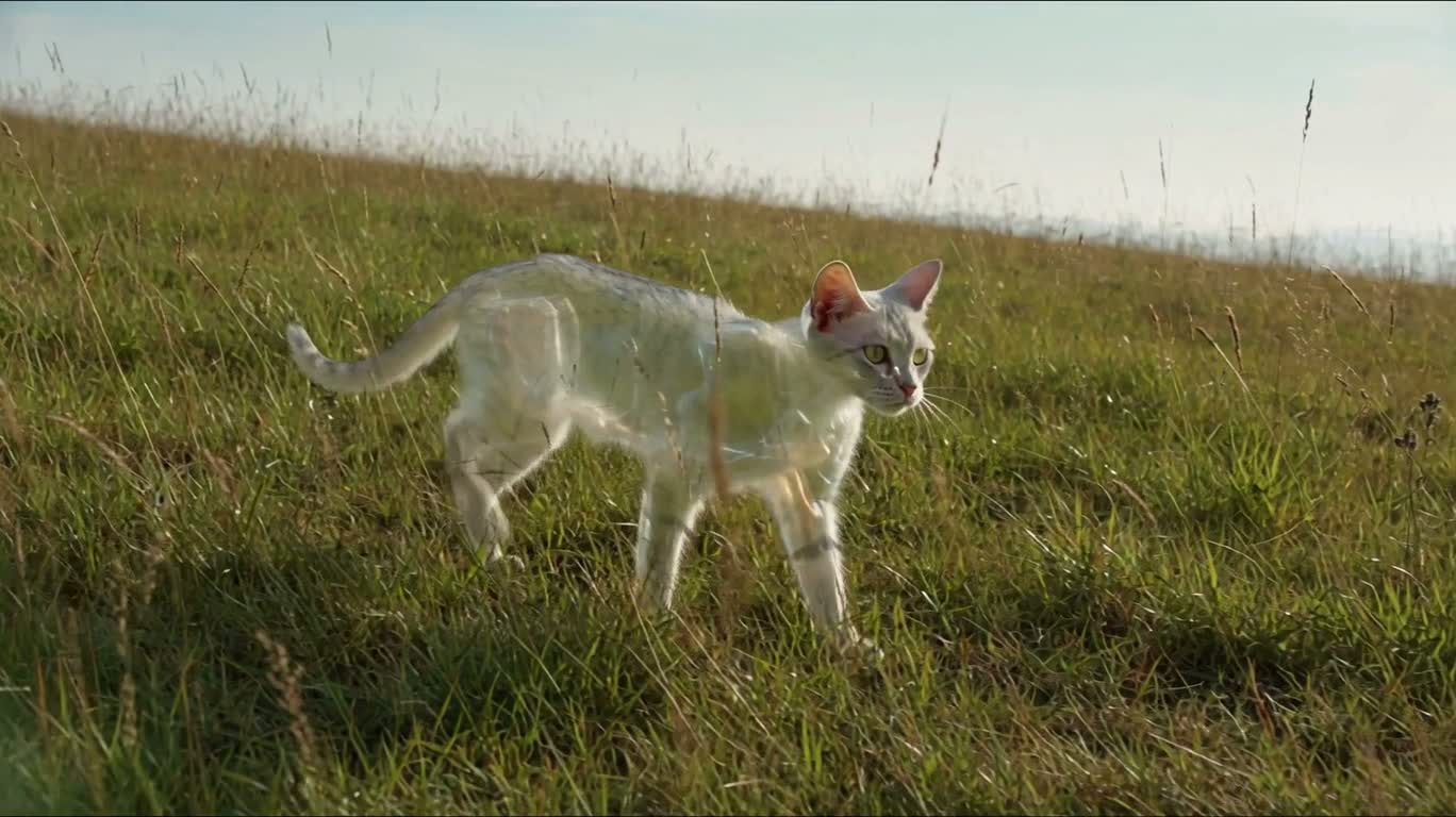Chat fantôme transparent sur la prairie d'été — AI video creation