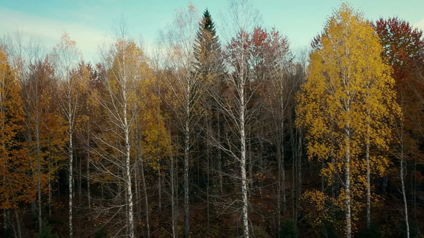 秋林中的赤红之树 — AI video creation