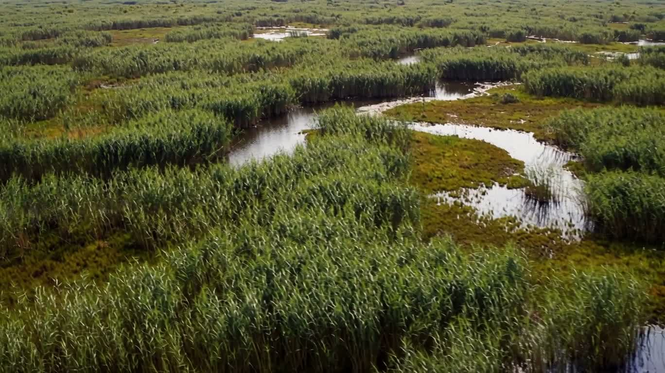 湿地の水網