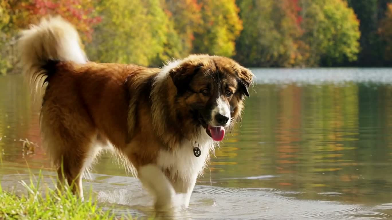 Chiot jouant dans le lac d'automne
