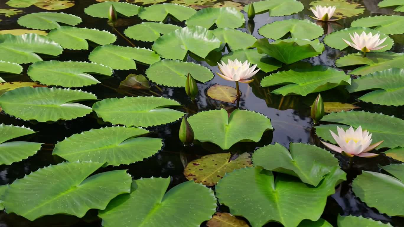 夏の静かな池の庭
