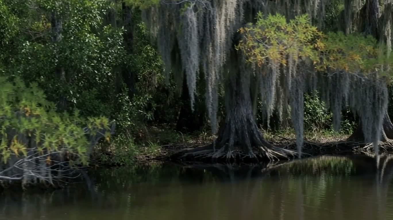 西班牙苔藓 bayou — AI video creation