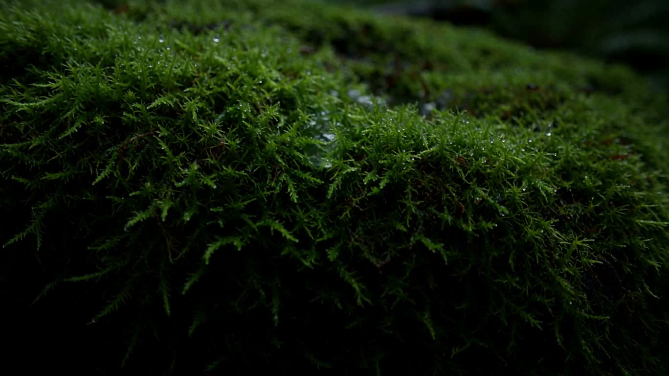 Mossy Forest After Rain