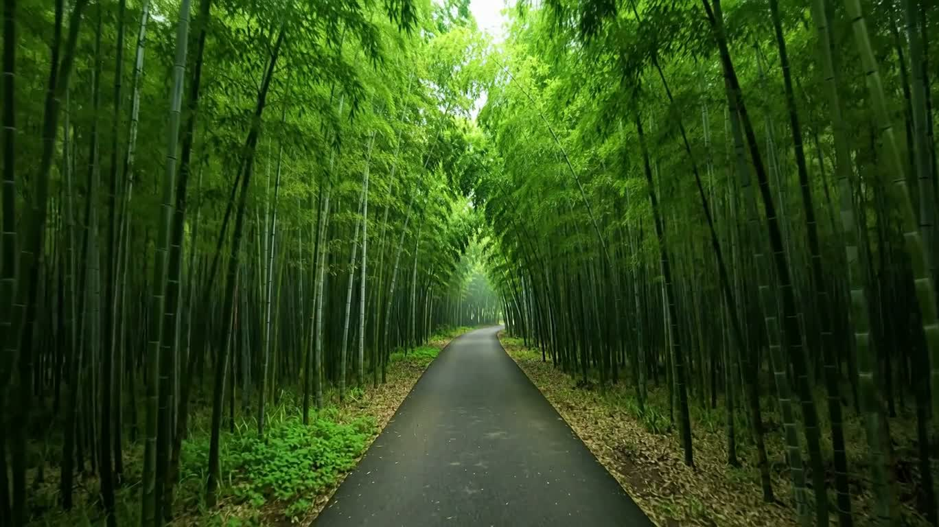 Promenade paisible dans la bambouseraie