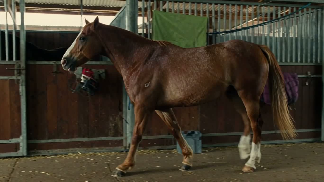 Horse Drinking After a Trot