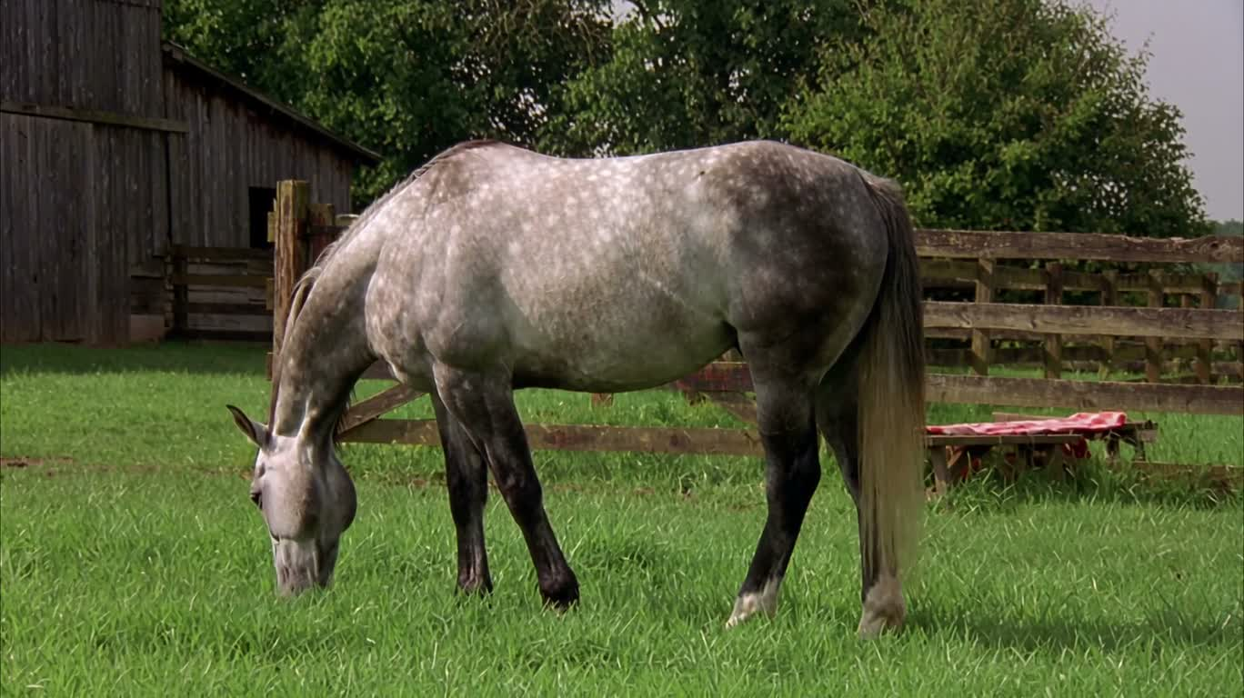 Horses Return to the Corral