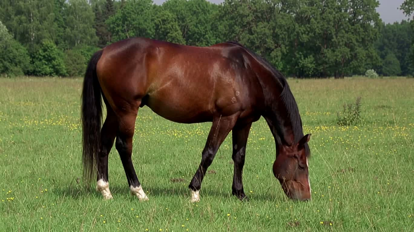 Horses Grazing Then Trotting in Circles