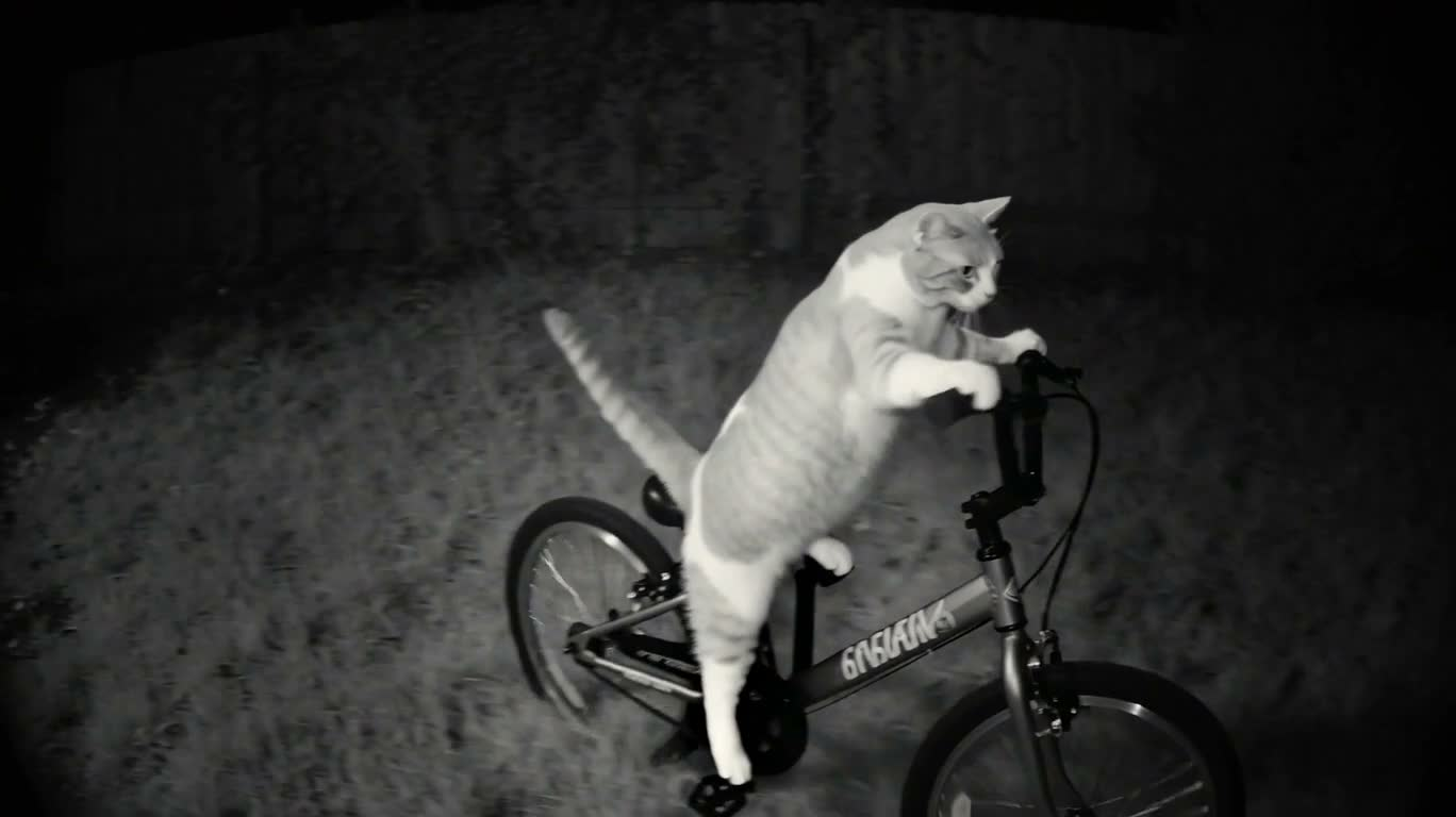 夜间监控中的骑车猫