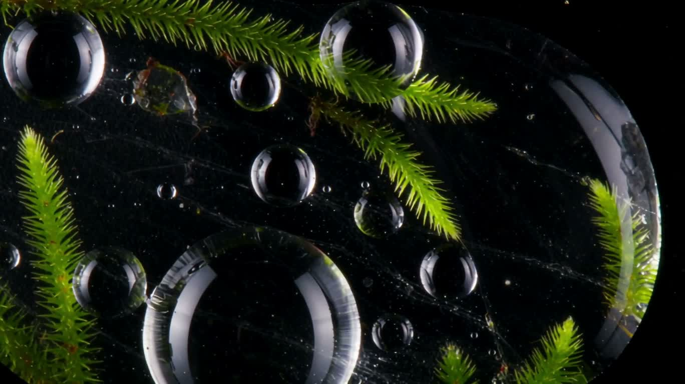 Dark-field Micro Specimen