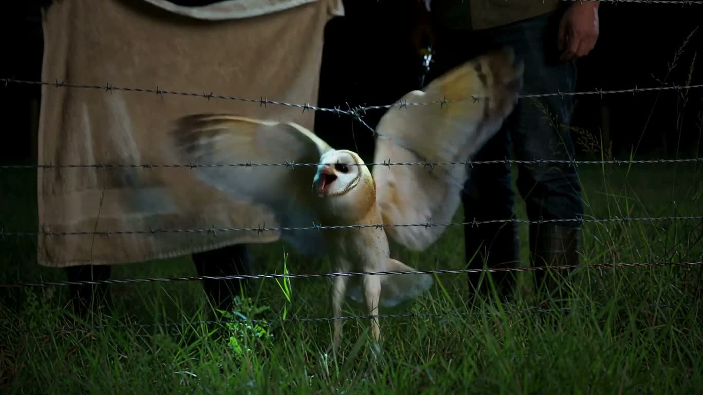 Nightline Rescue: Barn Owl in Barbed Wire