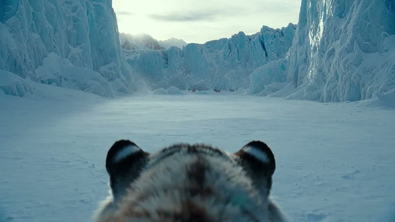 Tigre blanc bondissant sur la glace dans un canyon glaciaire