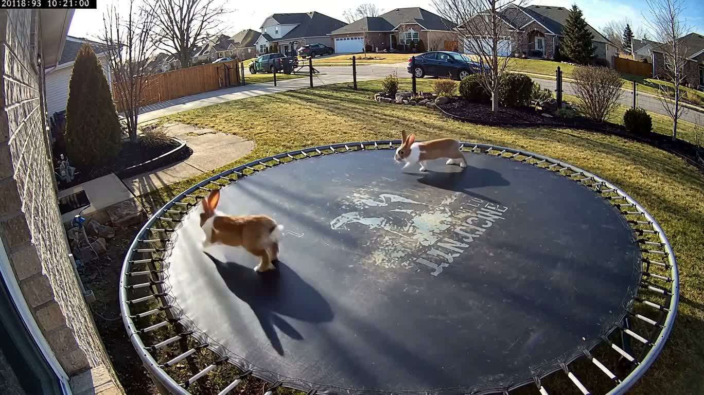 Backyard Bunny Hop Security Cam View — AI video creation