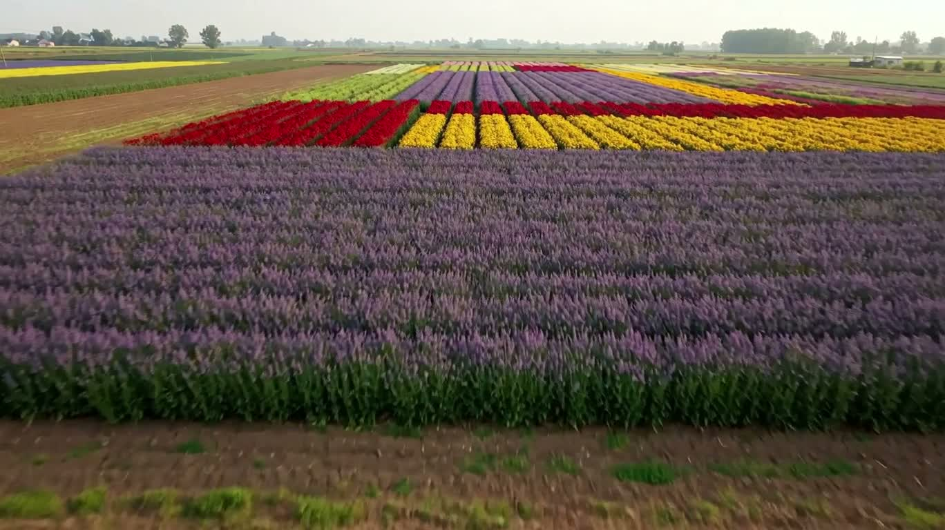 Low-altitude aerial view of a flower field in morning mist