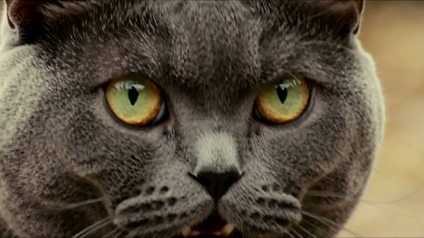 猫はカンフーの達人に勝つ