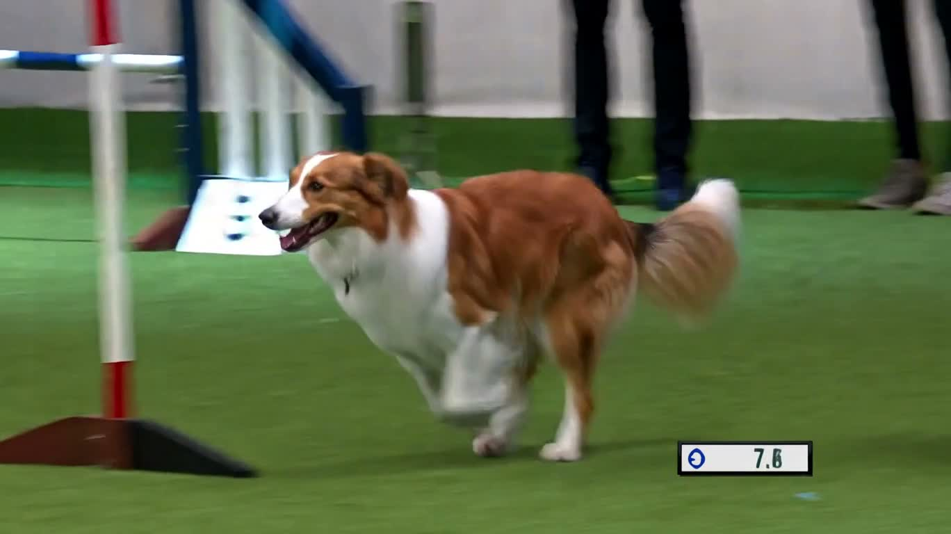 アジリティ競技を駆け抜けるボーダーコリー