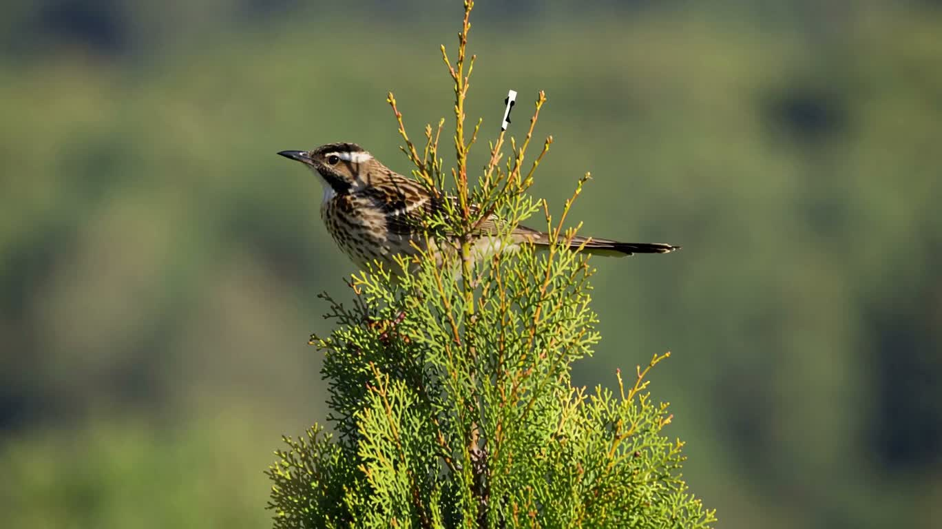 Oiseaux au-dessus des arbres — AI video creation